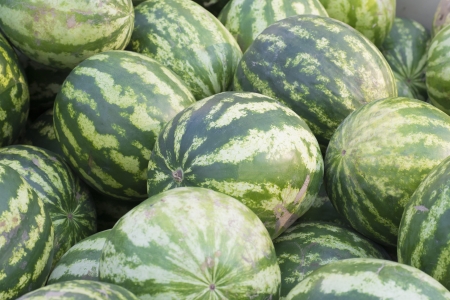 Pattern of many green watermelons  Agricultural backgroundの写真素材
