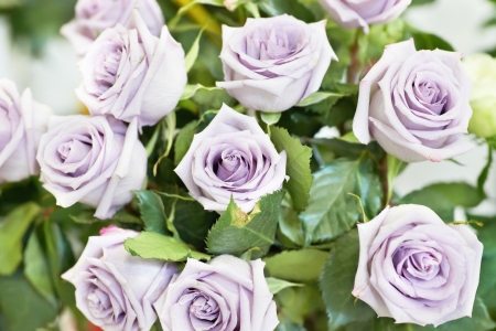 Bunch of violet and purple beautiful rosesの写真素材