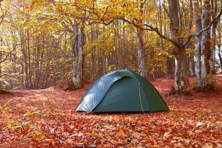 Green tent in the yellow autumn forestの写真素材