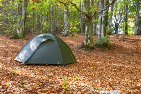 Green tent in the yellow autumn forestの写真素材