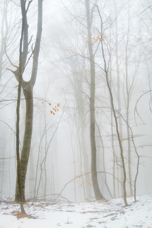 Winter snowy forest in the dense fog の写真素材