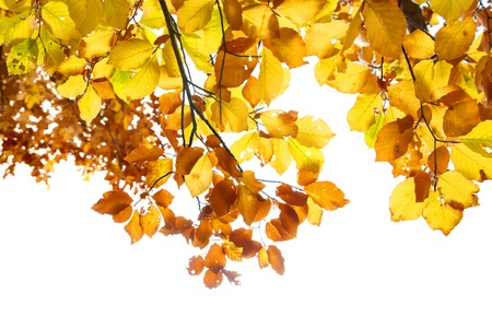 Autumn leaves isolated on the white backgroundの写真素材