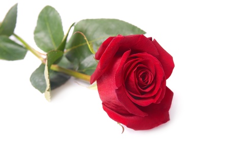 Beautiful red rose isolated on white backgroundの写真素材
