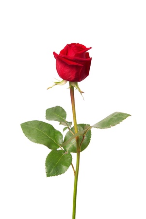 Beautiful red rose isolated on white backgroundの写真素材