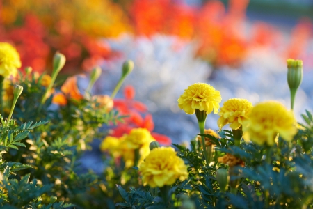 Field of multicolored flowers in the park. の写真素材
