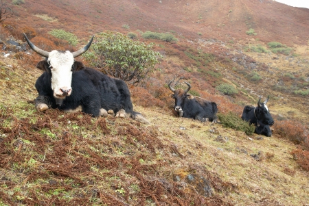 Tibetan yaks on the grass field in the mountains の写真素材