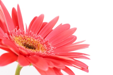 Red flower gerbera isolated on white background の写真素材