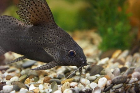 Tropical colorful fish swimming in aquarium with plantsの写真素材