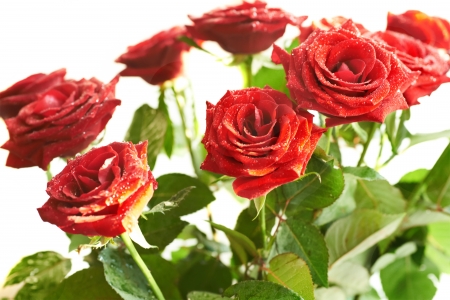 Bunch of red beautiful roses with water drops isolated on white.の写真素材