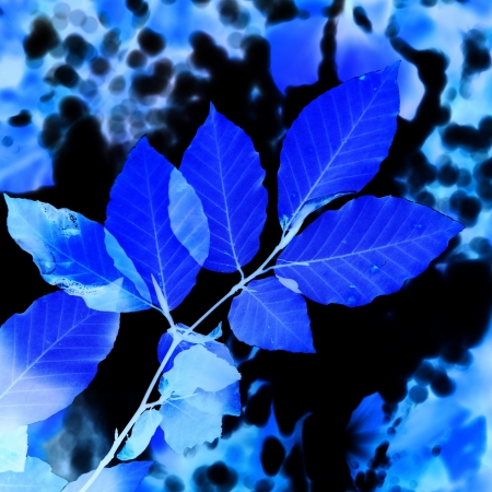 Abstract blue leaves can be used for backgroundの写真素材