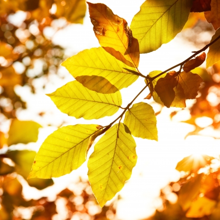Autumn yellow leaves can be used for backgroundの写真素材