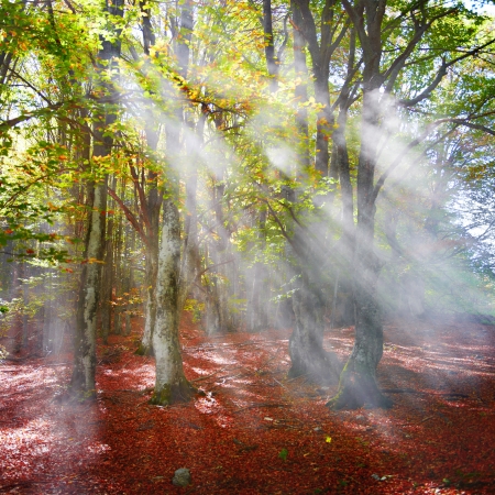Mist in the autumn forest. Trees with green and yellow leavesの写真素材