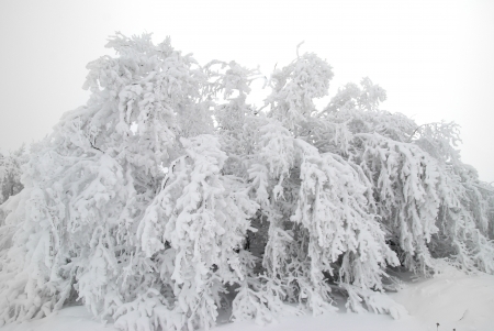 Winter forest- snow and beautiful icy treesの写真素材