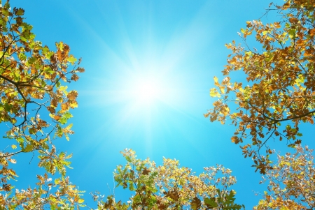 Autumn leaves with the blue sky backgroundの写真素材