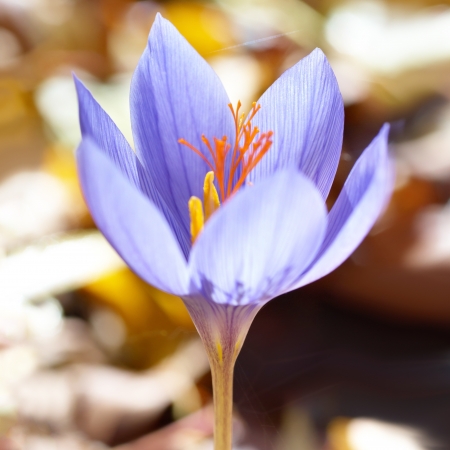 Blue flower crocus ligusticus (saffron) in the forest の写真素材