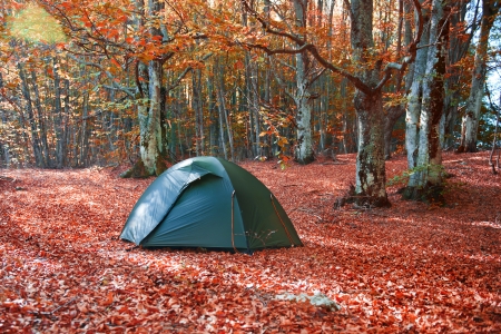 Green tent in the yellow autumn forestの写真素材