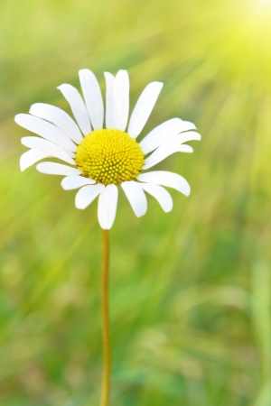 Chamomile under sun on the field with green grassの写真素材