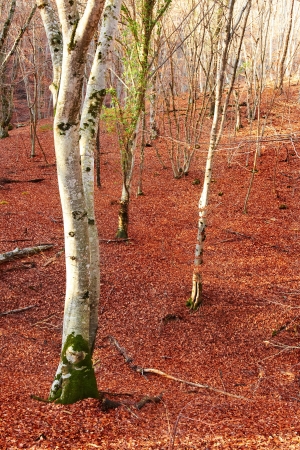 Autumn forest. Naked trees and yellow leaves on the groundの写真素材