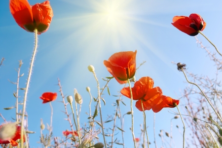 Beautiful red poppies on the blue sunny sky backgroundの写真素材