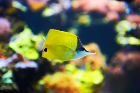 Tropical fish near coral reef with blue ocean waterの写真素材
