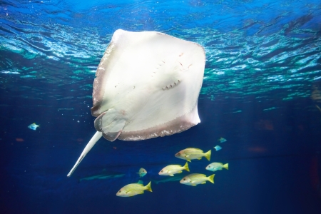 Manta ray floating underwater near coral reefの写真素材