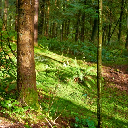 Green forest at sunrise with warm lightの写真素材