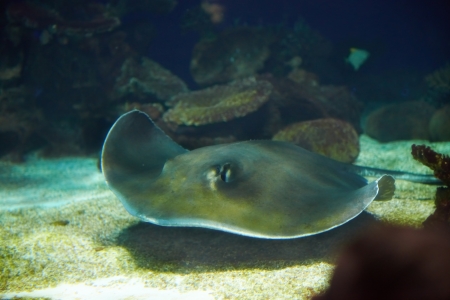 Manta ray floating underwater near coral reef