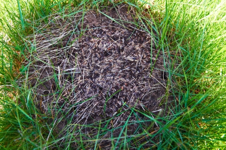 Anthill in the forest with many ants の写真素材