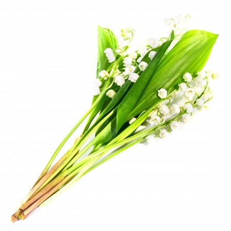 White flowers lilies of the valley isolated on white backgroundの写真素材