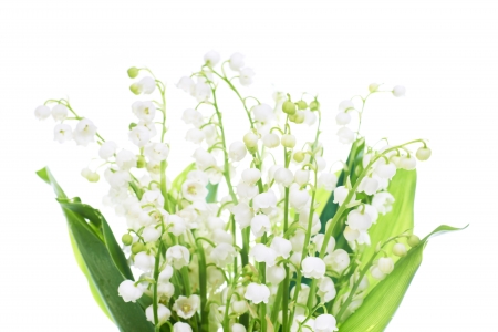 White flowers lilies of the valley isolated on white backgroundの写真素材
