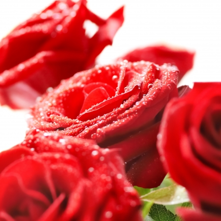 Bunch of red beautiful roses with water drops isolated on white の写真素材