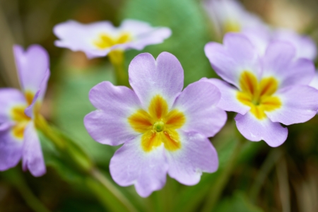 Spring pink flowers  Primula vulgaris  in the forestの写真素材