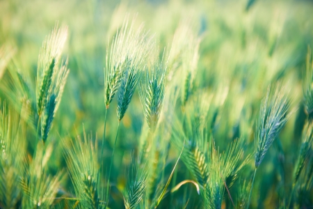 Field of grass on sunset  Nature backgroundの写真素材