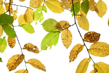 Autumn leaves isolated on the white backgroundの写真素材