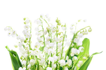 White flowers lilies of the valley isolated on white backgroundの写真素材