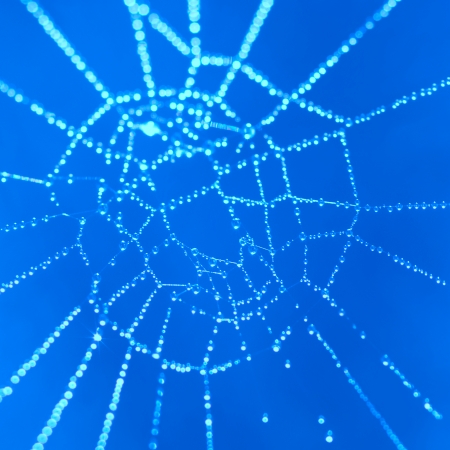 Spider web with shiny drops of waterの写真素材
