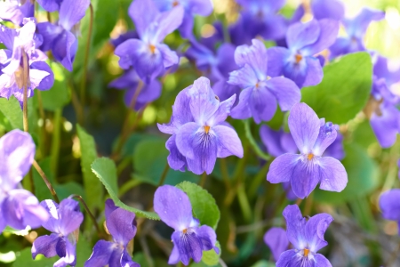 Viola flowers on the green sunny field の写真素材