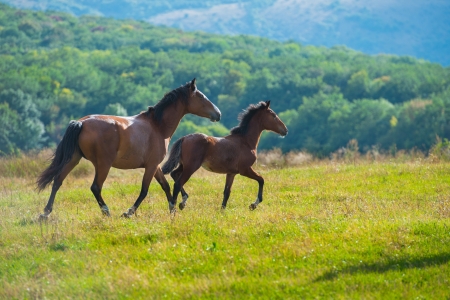 Running dark bay horses in a meadow with green grassの写真素材
