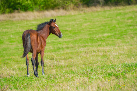 Dark bay horse in a meadow with green grassの写真素材