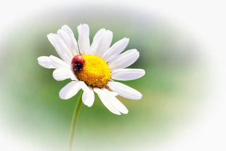 White flower daisy- camomile with red ladybug isolated on whiteの写真素材