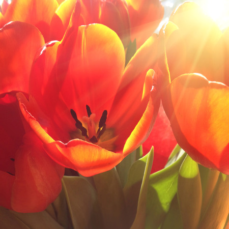 Bouquet of red tulips with bright sunの写真素材