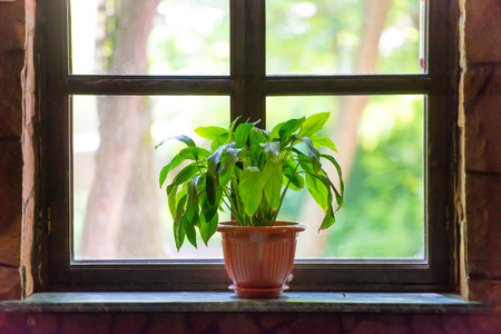 Green plant on the windowの写真素材