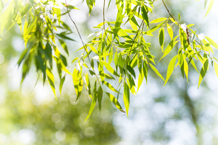 Green leaves against abstract sunny 