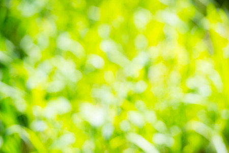 Green and yellow light spots の写真素材