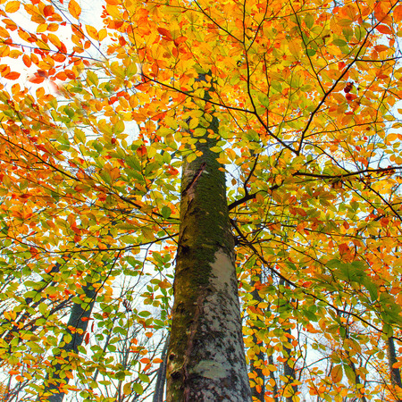 Beautiful autumn forest in the park with yellow and red trees