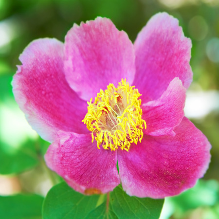 Beautiful pink flowers (paeonia oreogeton) on the green fieldの写真素材