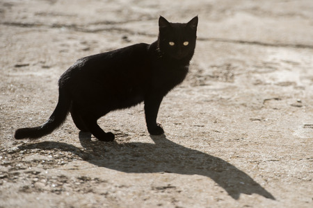 Black cat with yellow eyes and big shadowの写真素材