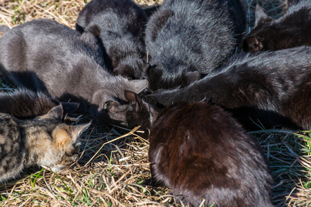 Group of black cats eating on the ground with green grassの写真素材