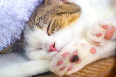 Cute little kitten with pink paws sleeps on a blanketの写真素材