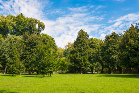 Green lawn with trees in park under sunny lightの写真素材